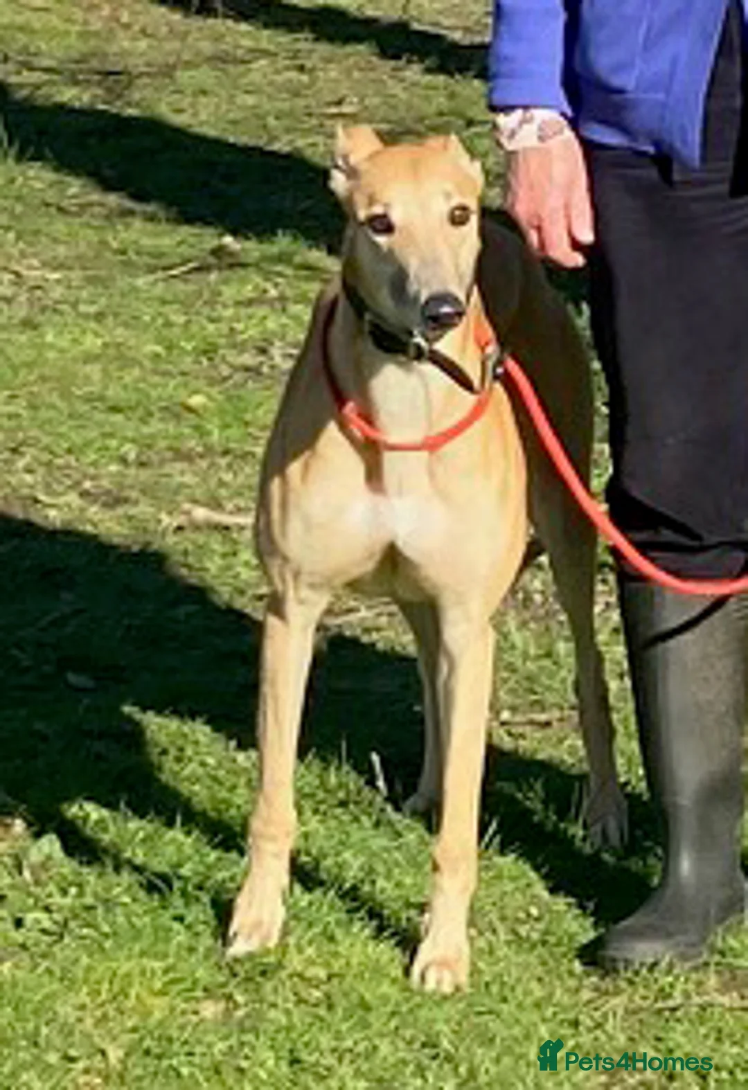 Greyhound dogs for adoption: Young Jenny wants a loving forever home - Advert 2