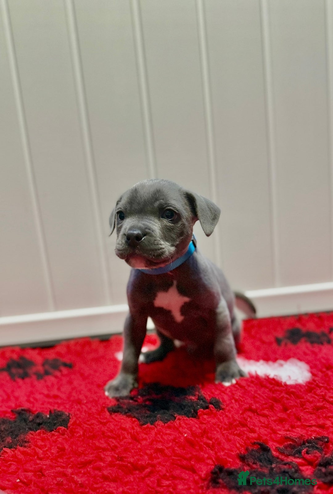 Staffordshire Bull Terrier dogs for sale: Blue Staffordshire Bull Terrier Champion Pup - Advert 8