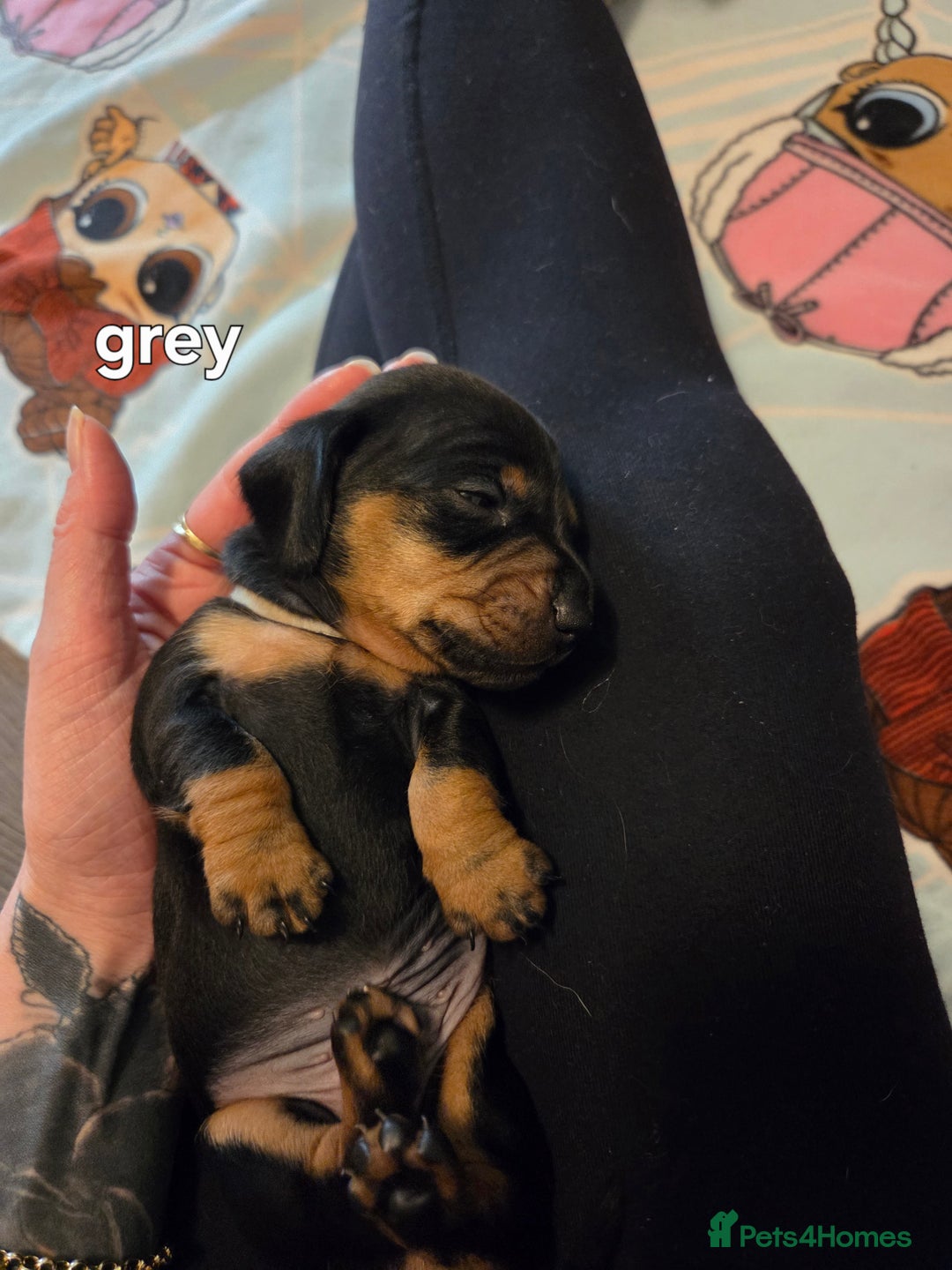 Miniature Dachshund dogs for sale: Only 4 beautiful miniature dachshund puppies - Advert 14