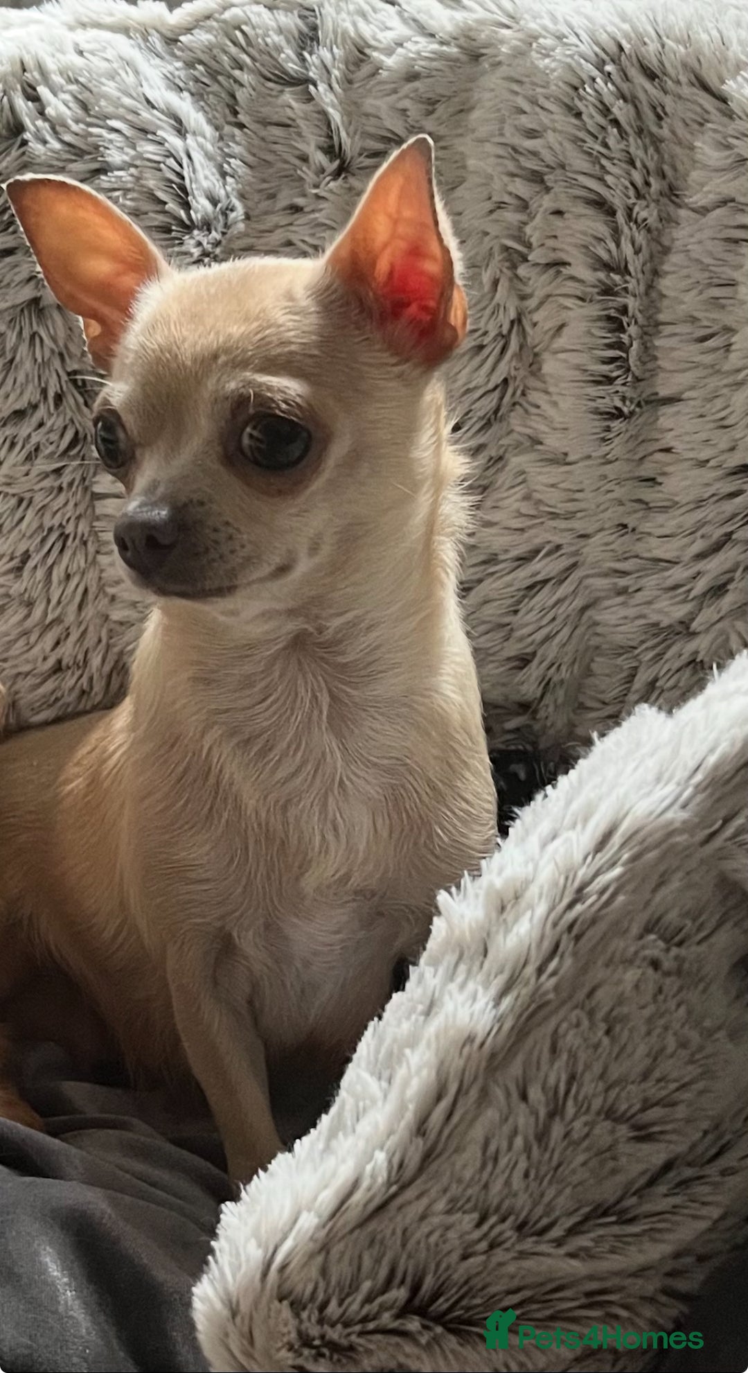 Chihuahua dogs for sale: Bambi  - Advert 2