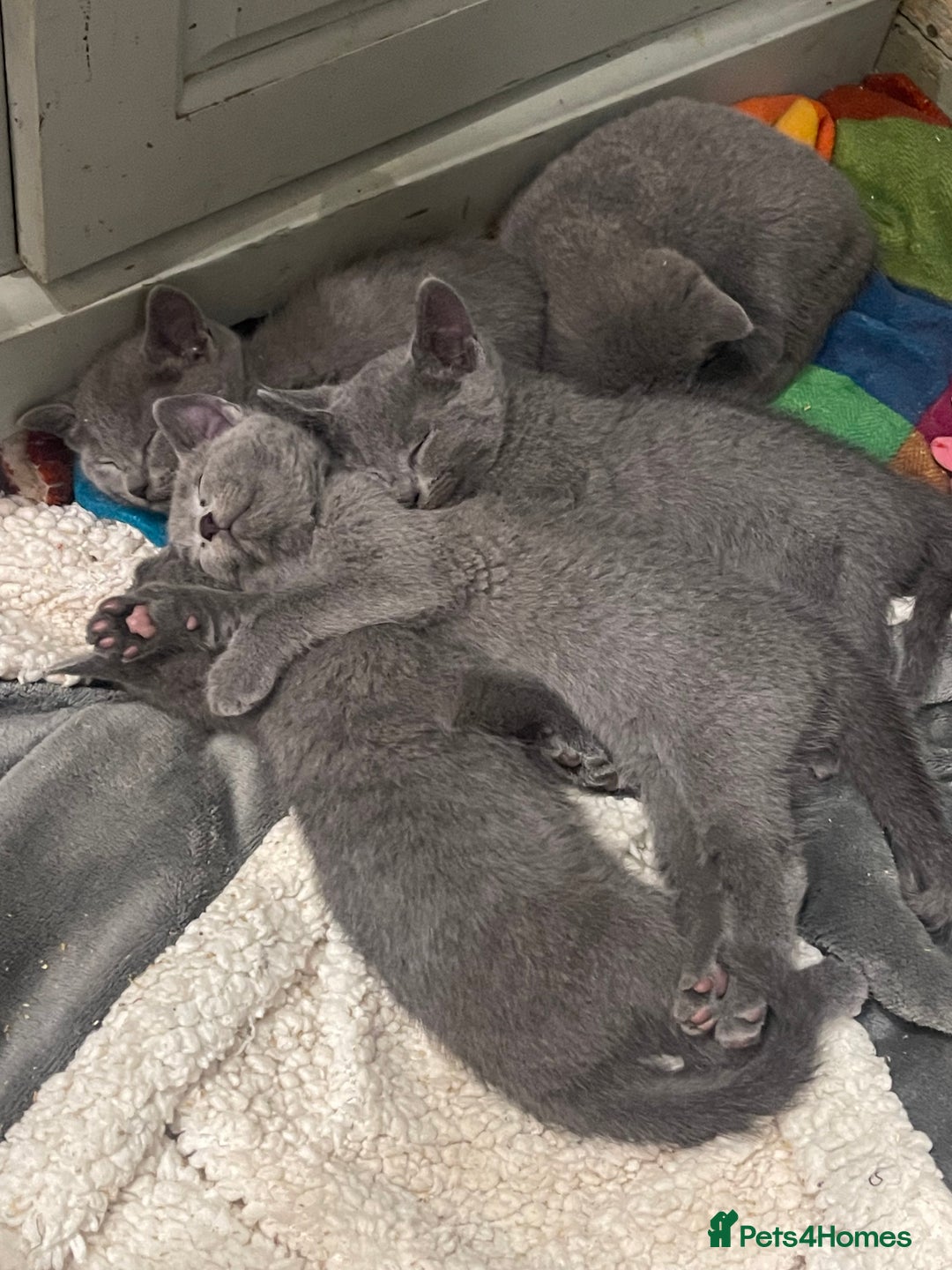 Russian Blue cats for sale: Pure Russian Blue Kittens  - Advert 13