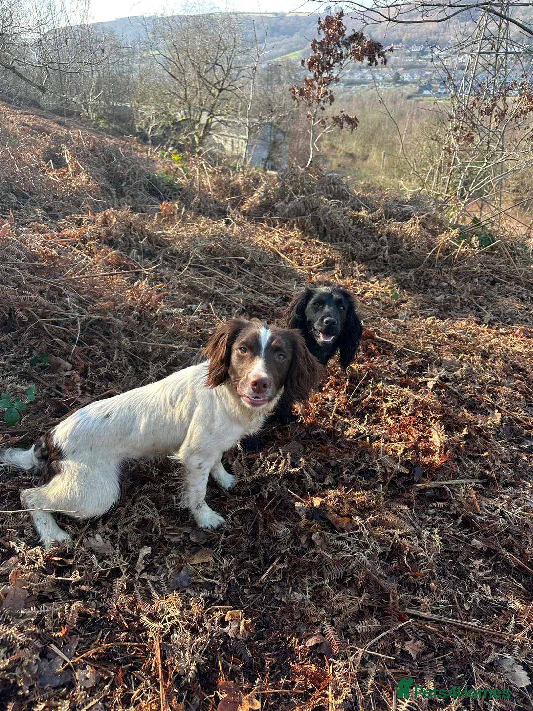 English Springer Spaniel dogs for sale: English springer spaniel bitch 12 months old l&w - Advert 4
