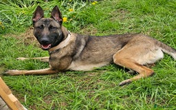 Belgian Shepherd Dog dogs for sale: Belgian Malinois Puppies - Image 3