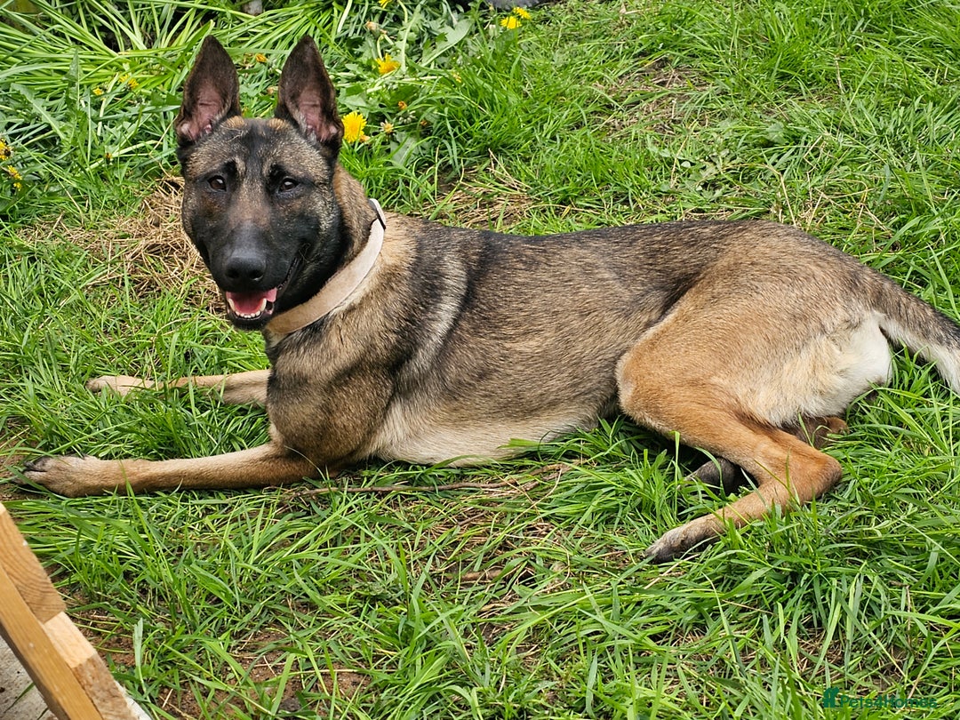 Belgian Shepherd Dog dogs for sale: Belgian Malinois Puppies - Image 3