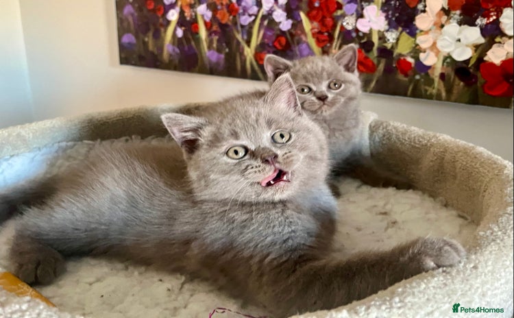 British Shorthair cats - Advert 13