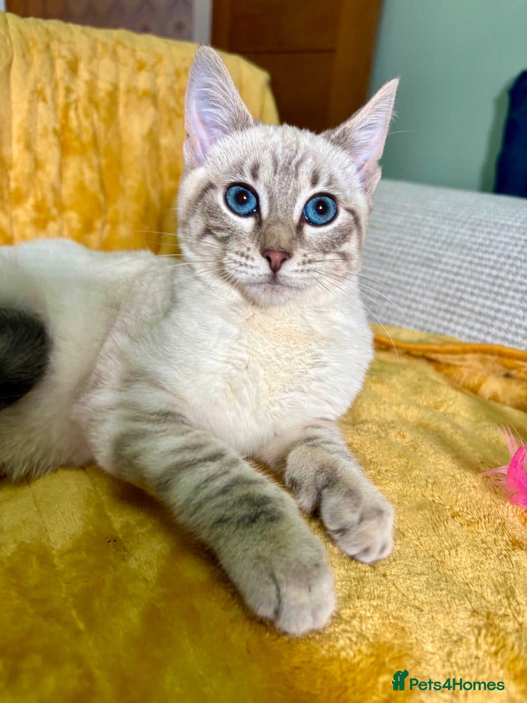 Bengal cats for sale: Breathtaking rare polydactyl snow leopard  - Advert 14