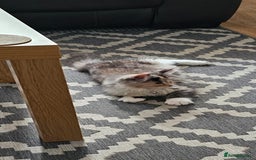 Maine Coon cats for sale: 2 FEMALE MAINECOON KITTENS  - Image 3