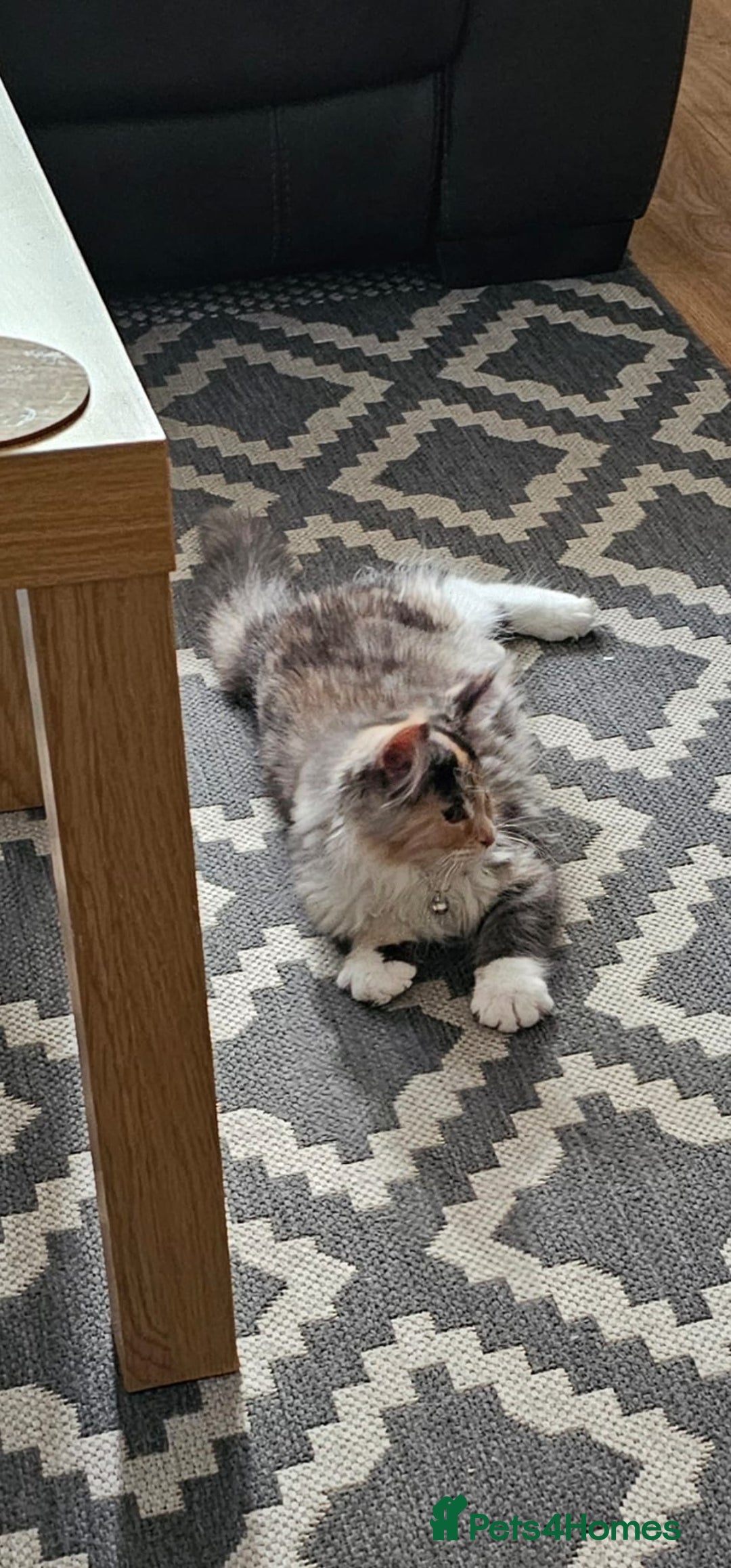 Maine Coon cats for sale: 2 FEMALE MAINECOON KITTENS  - Image 3