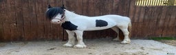 Tinker horses for sale: Family pony for sale  - Advert 3