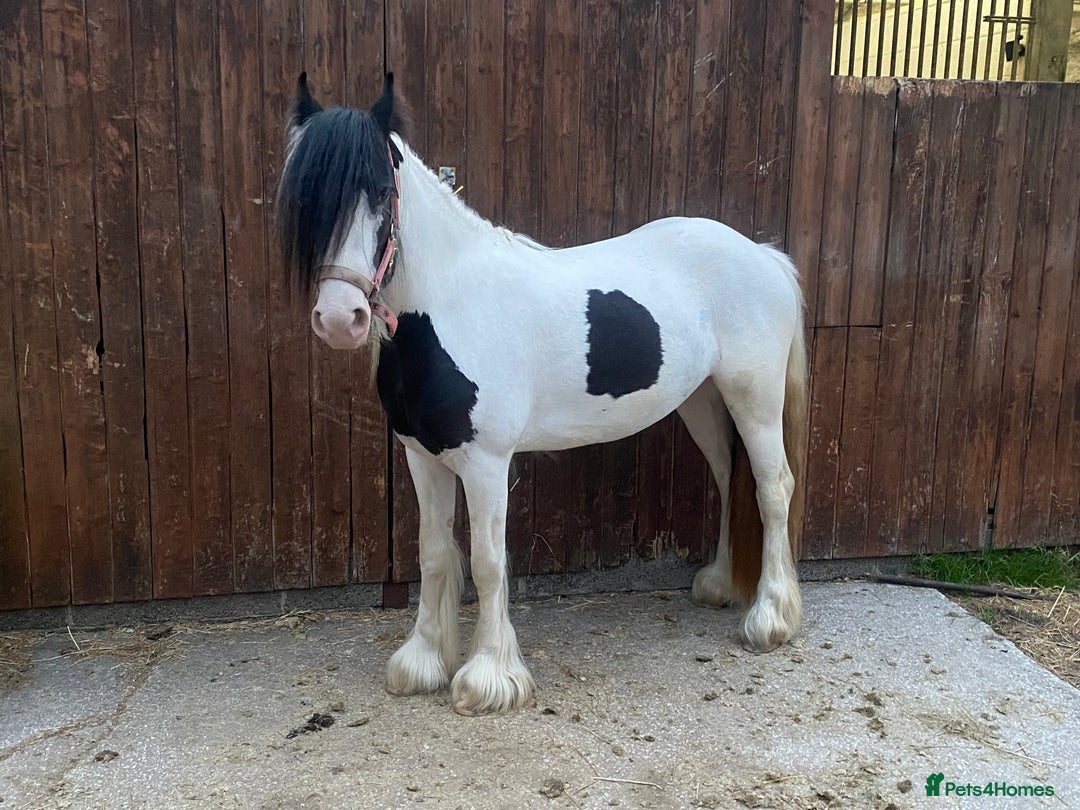 Tinker horses for sale: Family pony for sale  - Advert 3