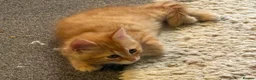 Mixed Breed cats for sale: Available Now - 2 Ginger & 1 Black Kitten - Advert 21