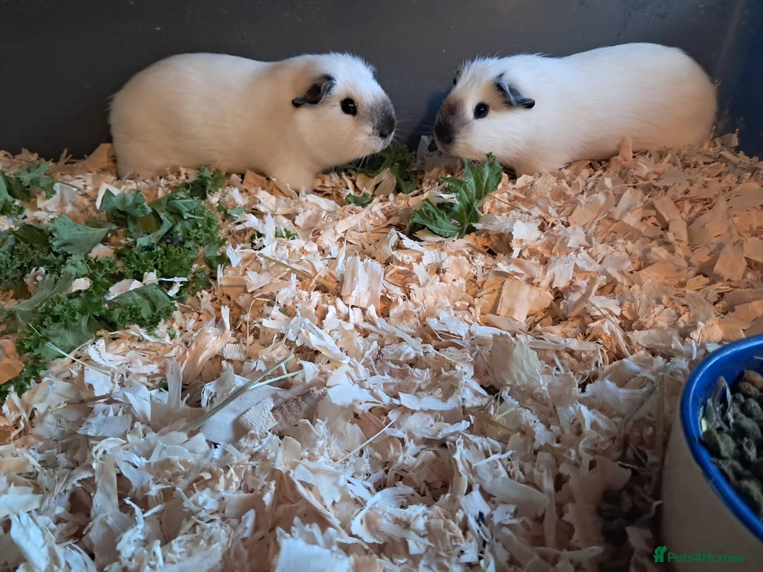 Guinea Pig rodents for sale: BEAUTIFUL PURE BABY BOY CALIFORNIANS AND TEDDIES. - Advert 3