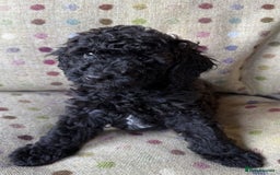 Toy Poodle dogs for sale: KC TOY POODLE PUPS READY FOR FOREVER HOMES - Image 2