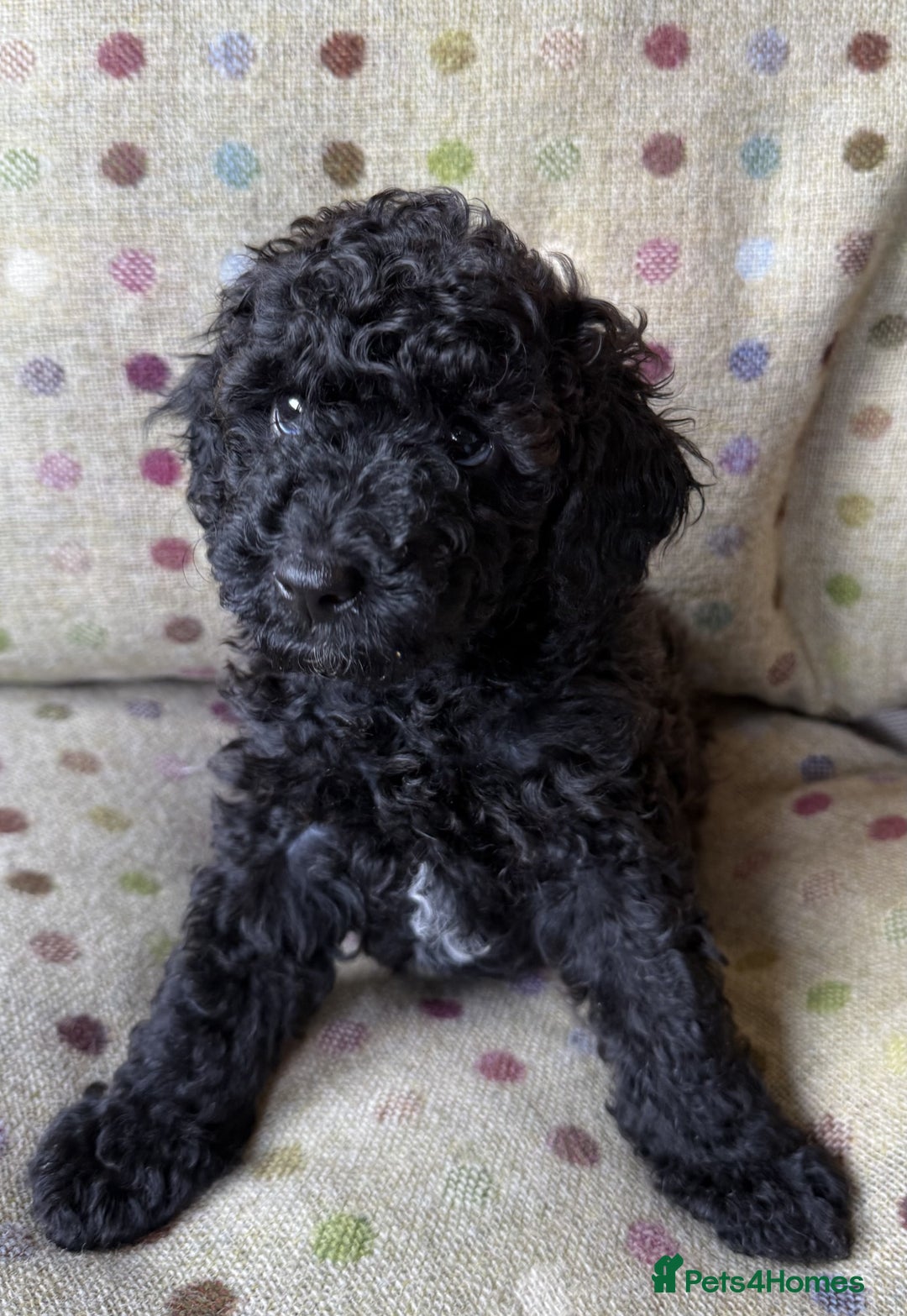 Toy Poodle dogs for sale: KC TOY POODLE PUPS READY FOR FOREVER HOMES - Image 2