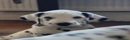 Dalmatian dogs for sale: 2 KC dogs and bitches looking for forever homes. - Advert 7