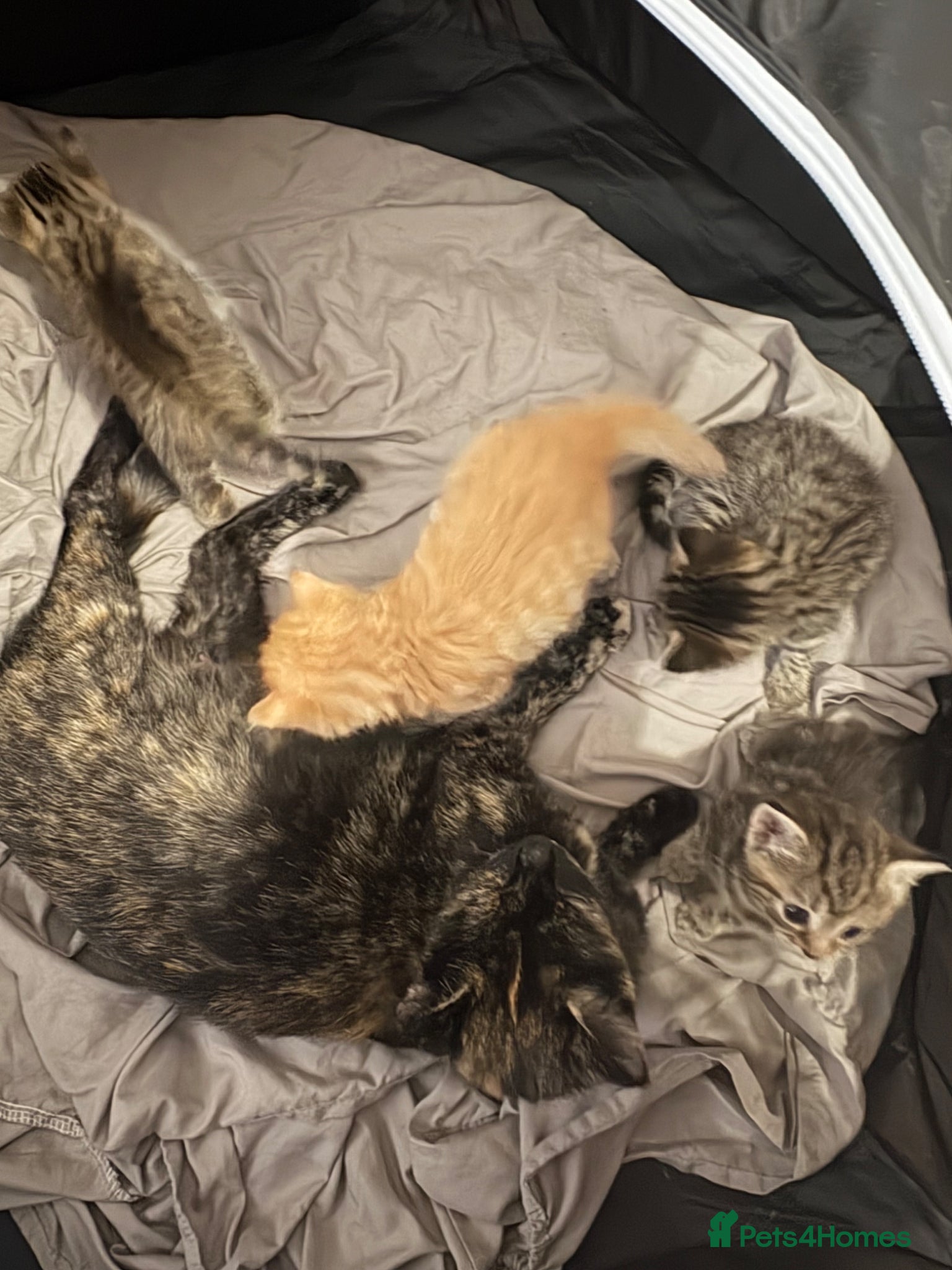 Bengal cats Stunning Bengal kittens  - Advert 17