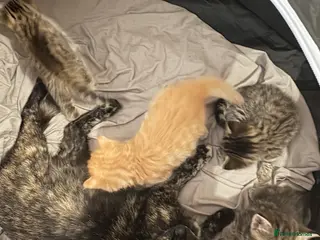 Bengal cats Stunning Bengal kittens - Advert 17