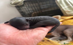 Chinese Crested dogs for sale: Chinese crested powderpuff ready September 12th - Image 4