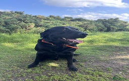 Labrador Retriever dogs for sale: Black Labrador for sale - Advert 1