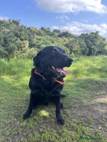 Labrador Retriever dogs Black Labrador for sale - Advert 1