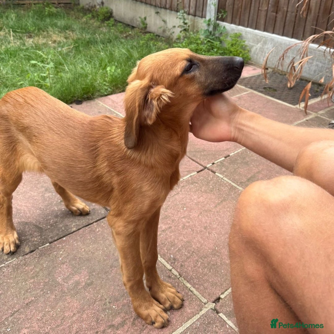 Mixed Breed dogs for adoption: Wren (Hound/Shepherd mix) - Image 13