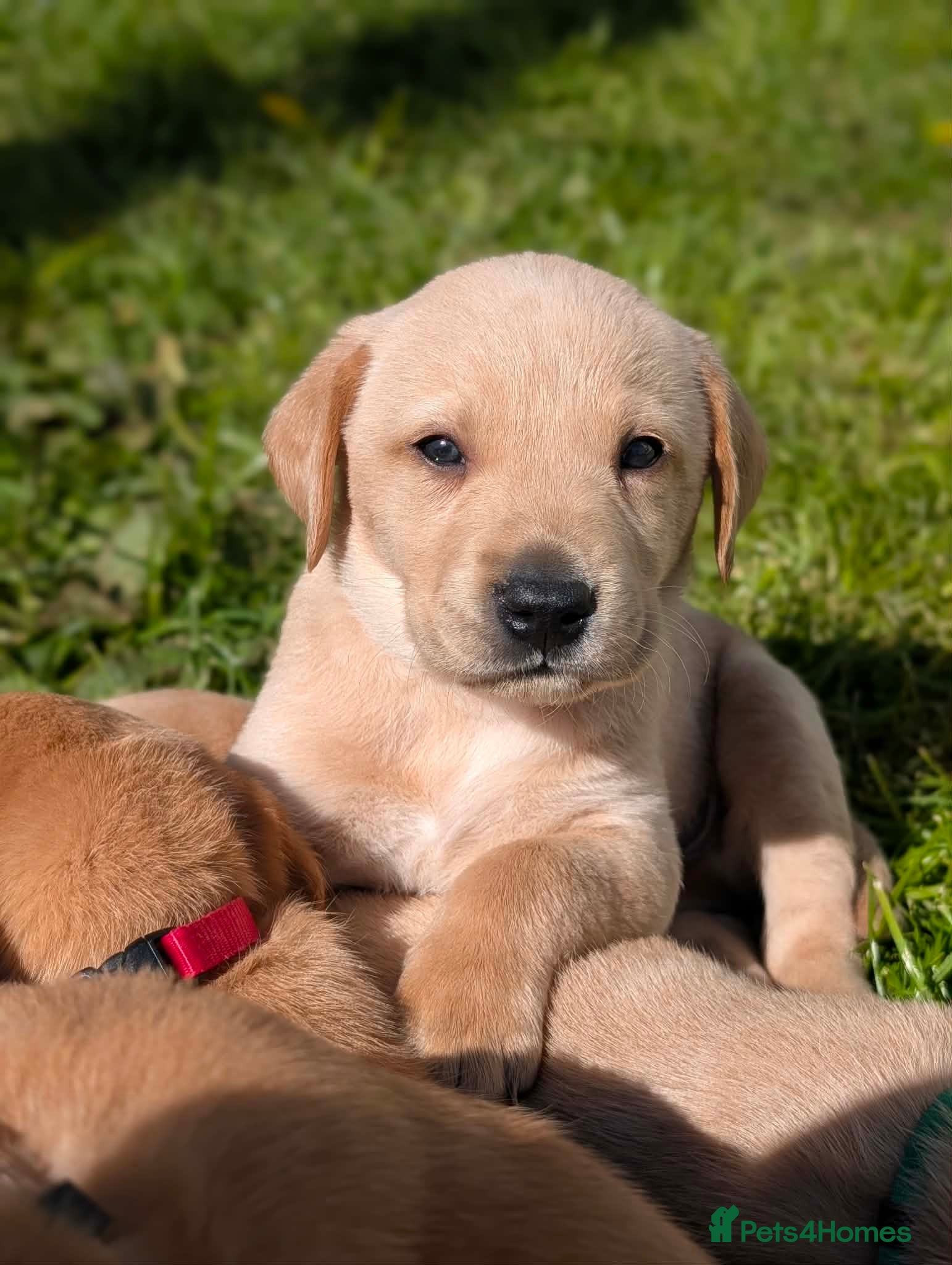 Labrador Retriever dogs Beautiful fox red and yellow labrador puppies  - Advert 1