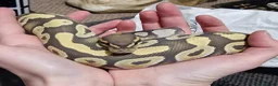 Python Snake reptiles for sale: Ghost mojave make ball python - Advert 2