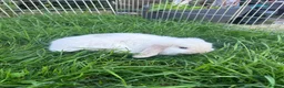 Mini Lop rabbits for sale: Gorgeous mini lop boy  in Thetford - Advert 3