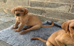 Labrador Retriever dogs for sale: Outstanding deep red Labrador puppies - Image 7