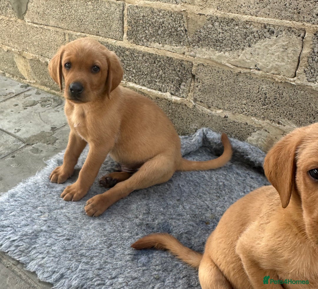 Labrador Retriever dogs for sale: Outstanding deep red Labrador puppies - Image 7