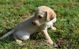 Labrador Retriever dogs for sale: Quality Pedigree Black Girl **WILLOW** - Image 7