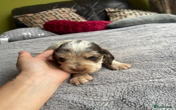Cocker Spaniel dogs for sale: KC Show Cockers - 1 Girl , 3 Boys remaining! - Image 10