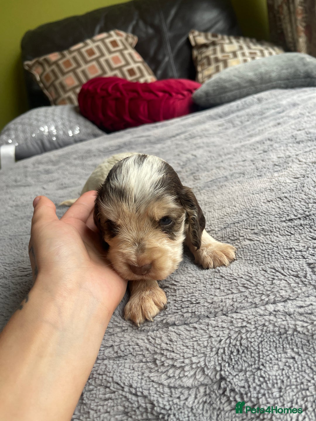 Cocker Spaniel dogs for sale: KC Show Cockers - 1 Girl , 3 Boys remaining! - Image 10