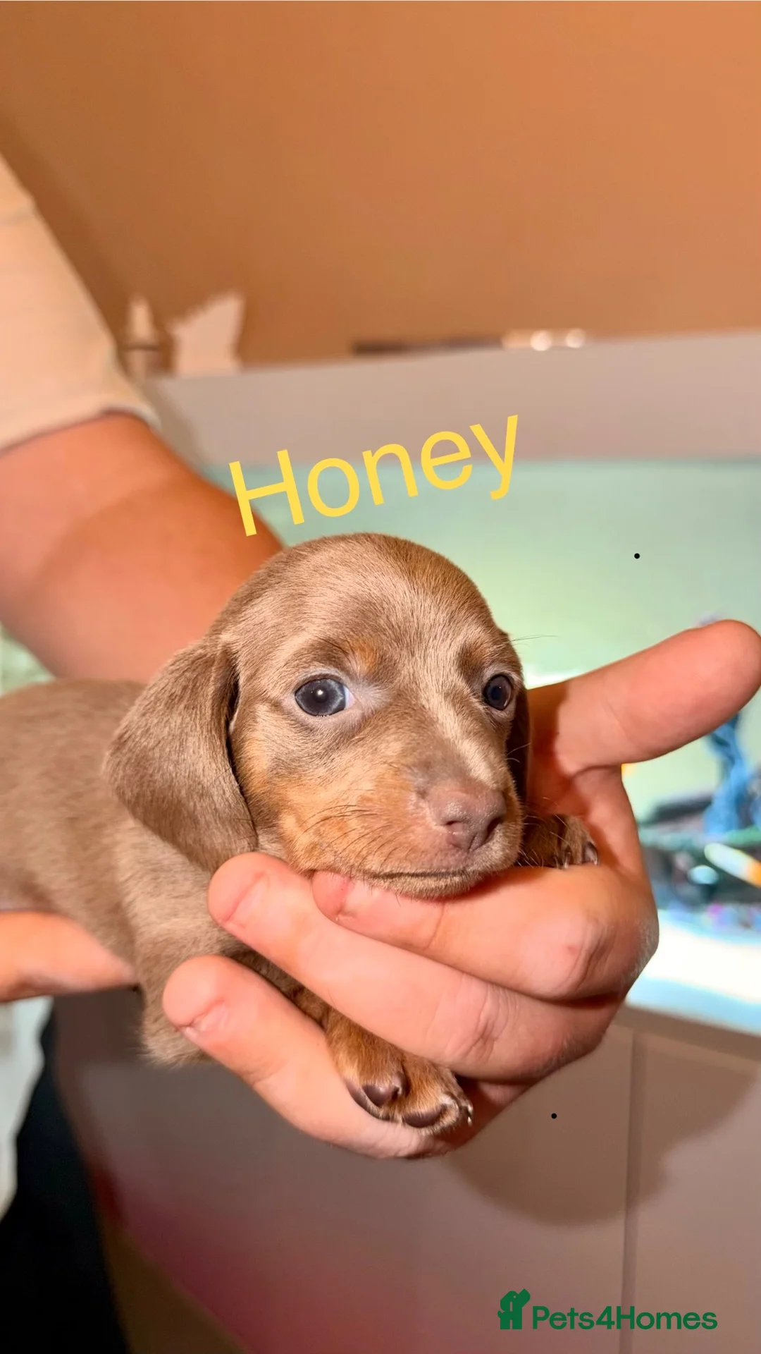 Miniature Dachshund dogs for sale: Adorable Miniature Dachshund Puppies - Advert 2