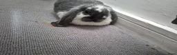 French Lop rabbits for sale: Giant french rabbit  - Advert 3