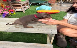 Dobermann dogs for sale: Doberman brown & tan - Image 15
