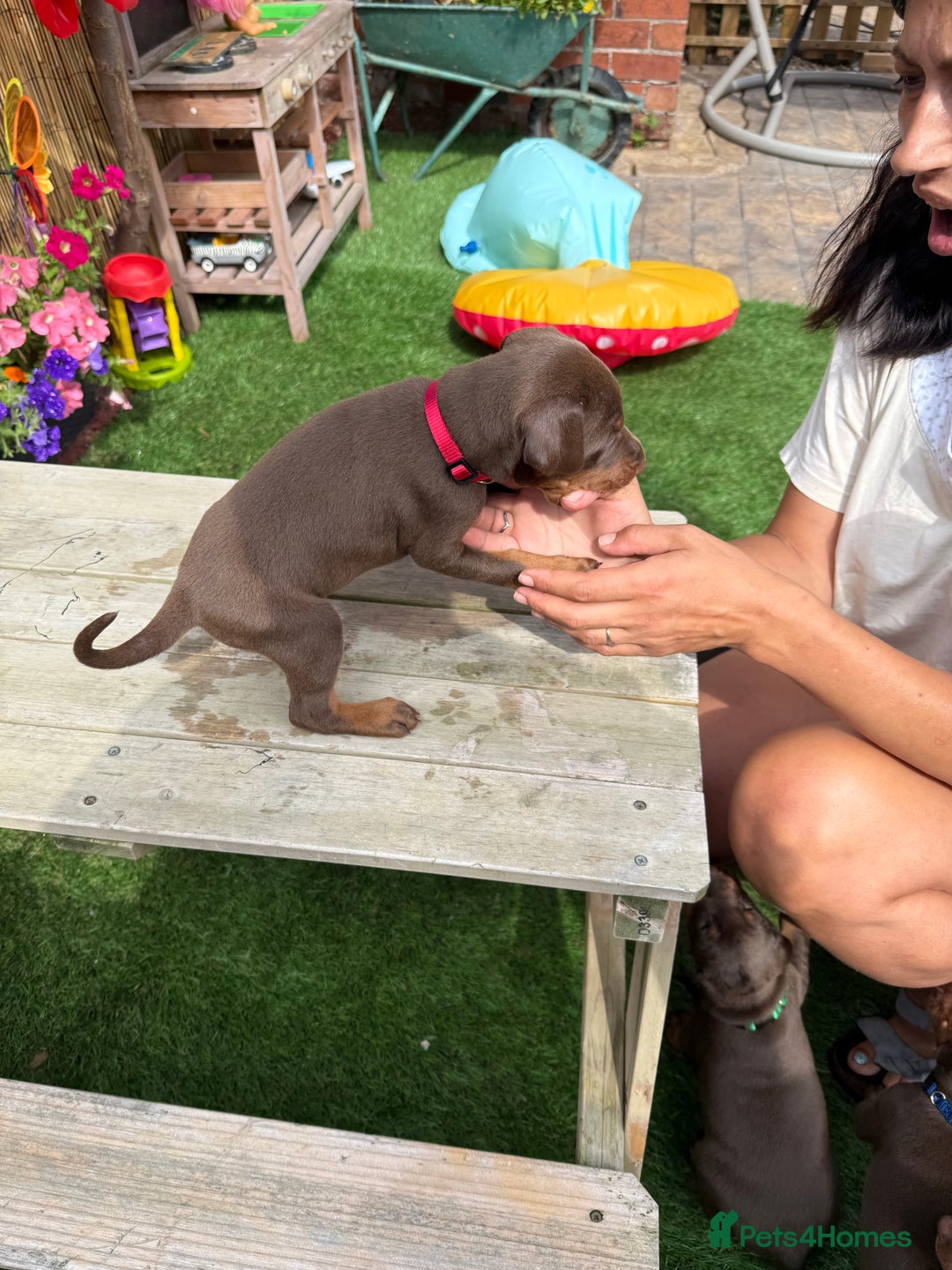 Dobermann dogs for sale: Doberman brown & tan - Image 15