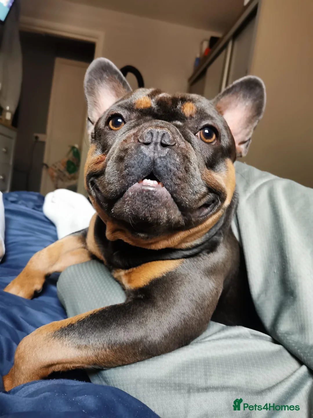 French Bulldog dogs for stud: Family Frenchie for Stud  - Advert 4