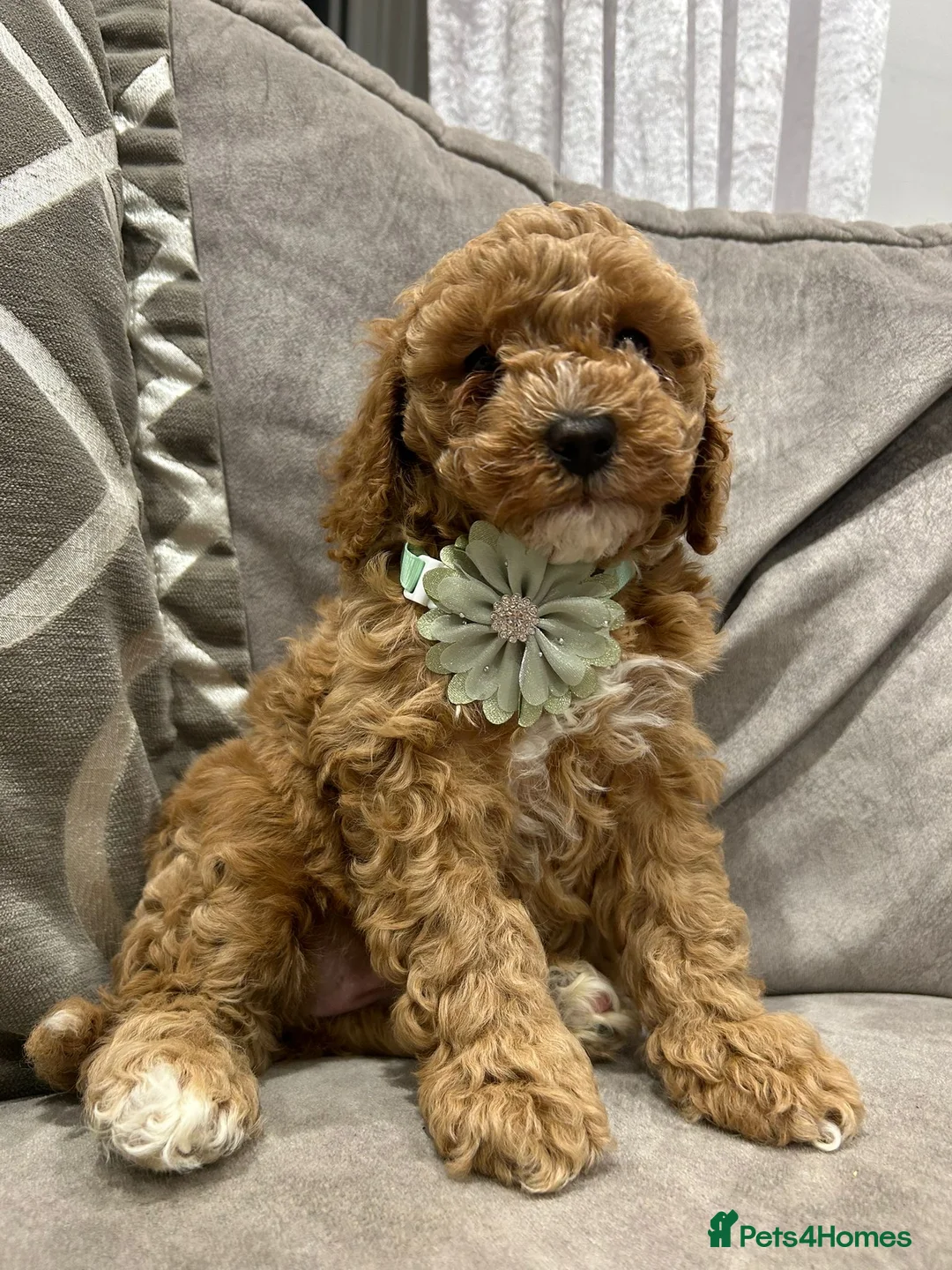 Cavapoo dogs for sale: F1b cavapoo puppies - Advert 5