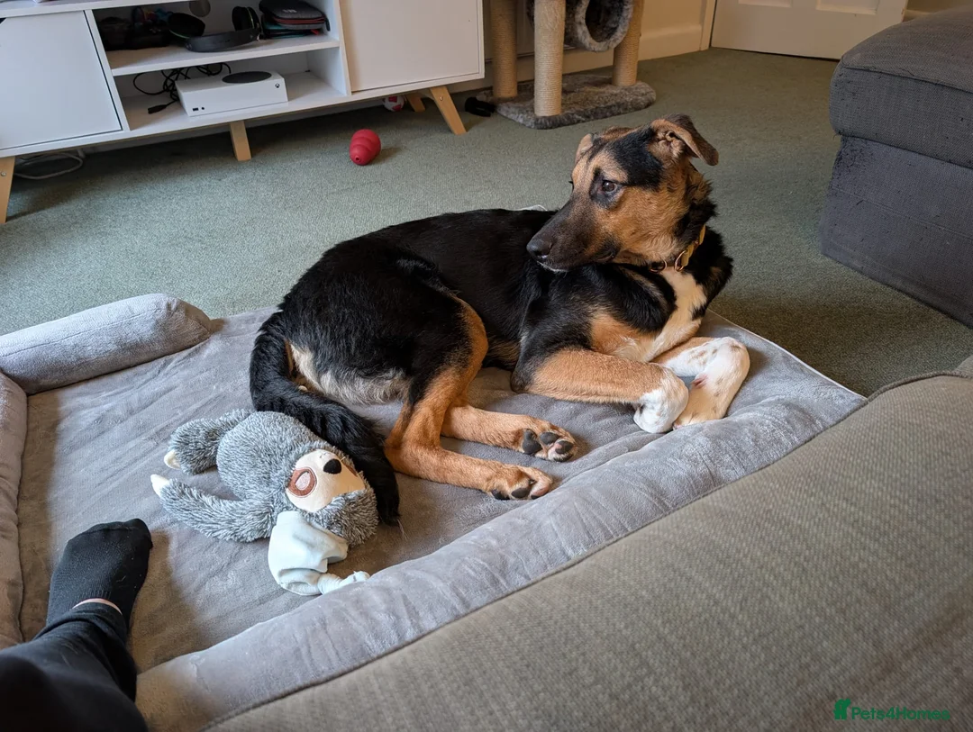 Mixed Breed dogs for adoption: 💙BRUNO💙Loyal Loving Overlooked 11 months old - Advert 7