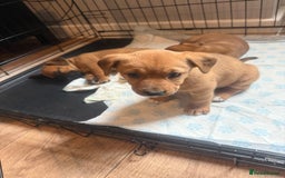Mixed Breed dogs for sale: Rottweiler cross saluki puppies  - Image 16