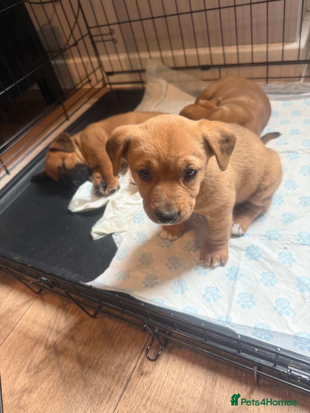 Mixed Breed dogs for sale: Rottweiler cross saluki puppies  - Image 16