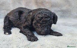 Miniature Poodle dogs for sale: 🐾 Hypoallergenic Mini Poodle Puppies 🐾 - Image 13