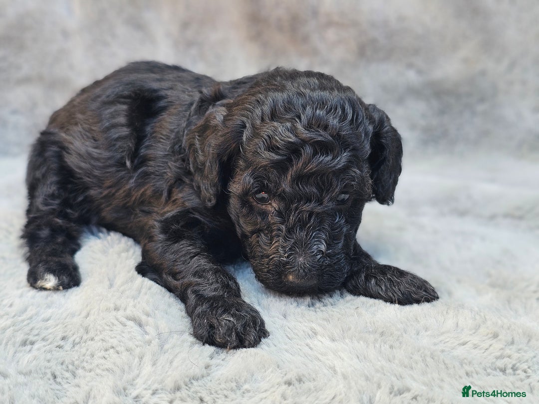 Miniature Poodle dogs for sale: 🐾 Hypoallergenic Mini Poodle Puppies 🐾 - Image 13