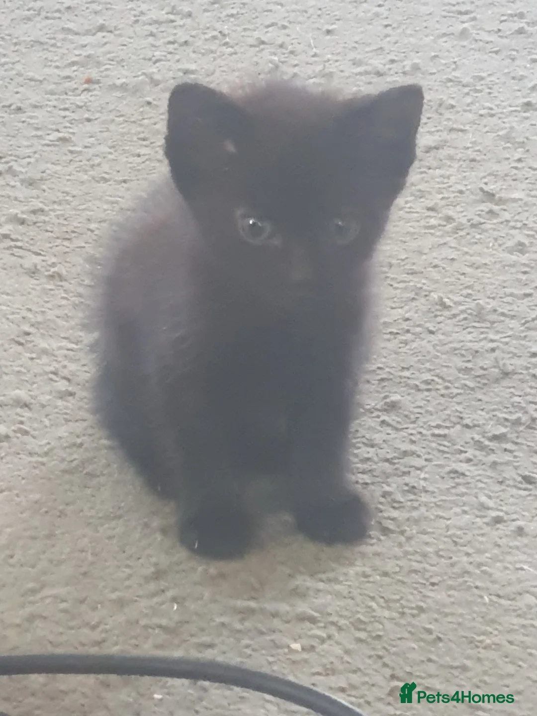 British Shorthair cats for sale: Gorgeous, soft, and playful kittens in Maidstone - Advert 6