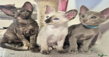 Oriental cats - Advert 4