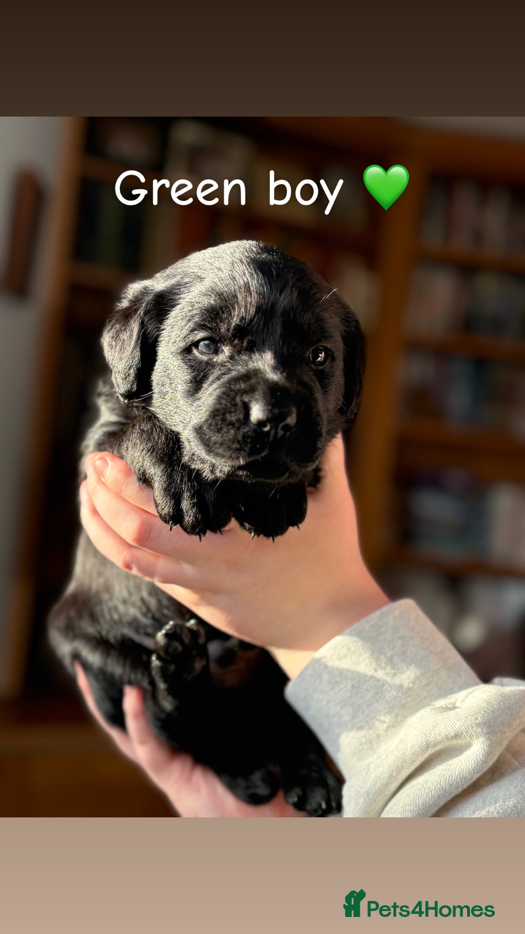 Labrador Retriever dogs for sale: Chunky Labrador puppies  - Advert 8