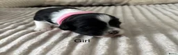 Shih Tzu dogs for sale: Beautiful Shih Tzu puppies  - Advert 4