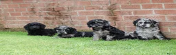 Cockapoo dogs for sale: F1 COCKAPOO PUPPIES FOR SALE - Advert 36