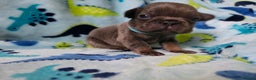 French Bulldog dogs for sale: BEAUTIFUL FRENCH BULLDOG PUPPIES  - Advert 12